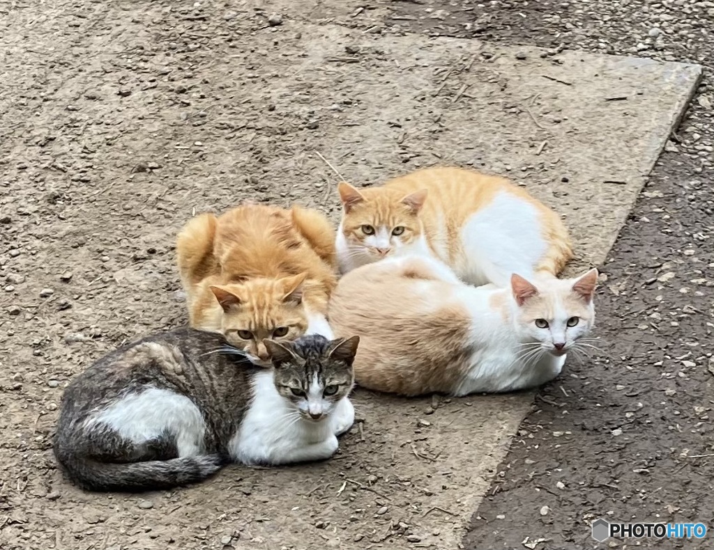 ねこ