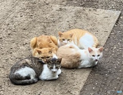 ねこ