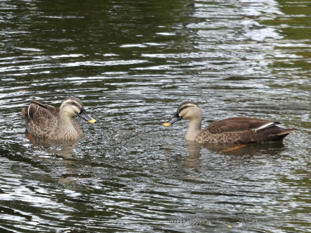 公園のカモ