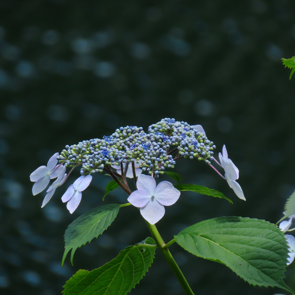 紫陽花