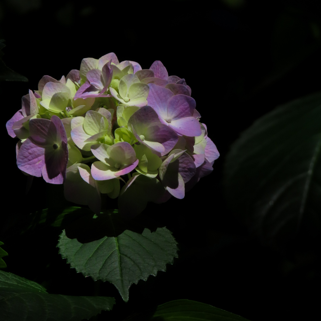 紫陽花
