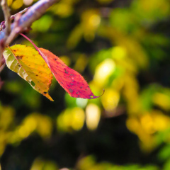 紅葉