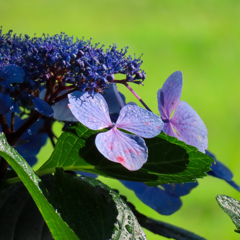 紫陽花