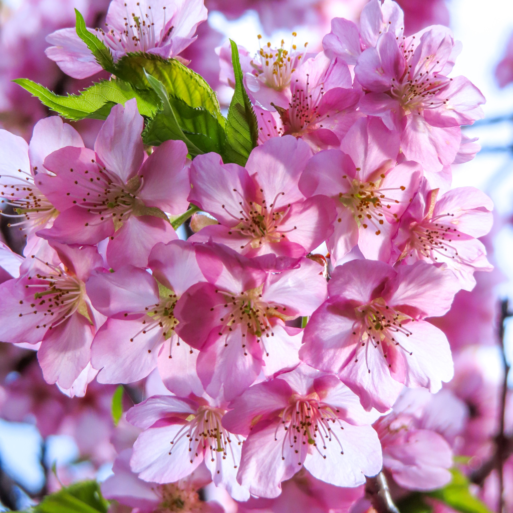 河津桜