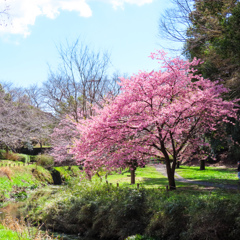 河津桜
