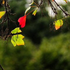 紅葉