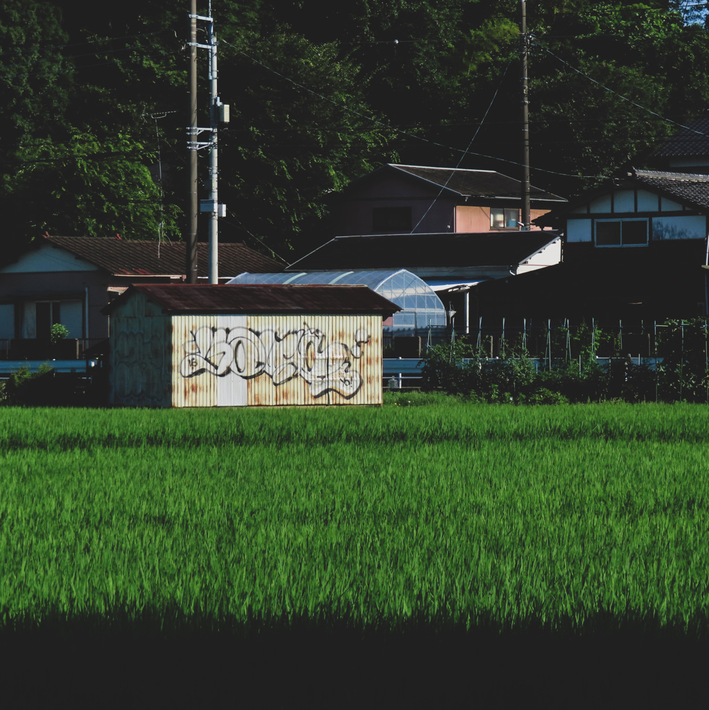 田んぼ