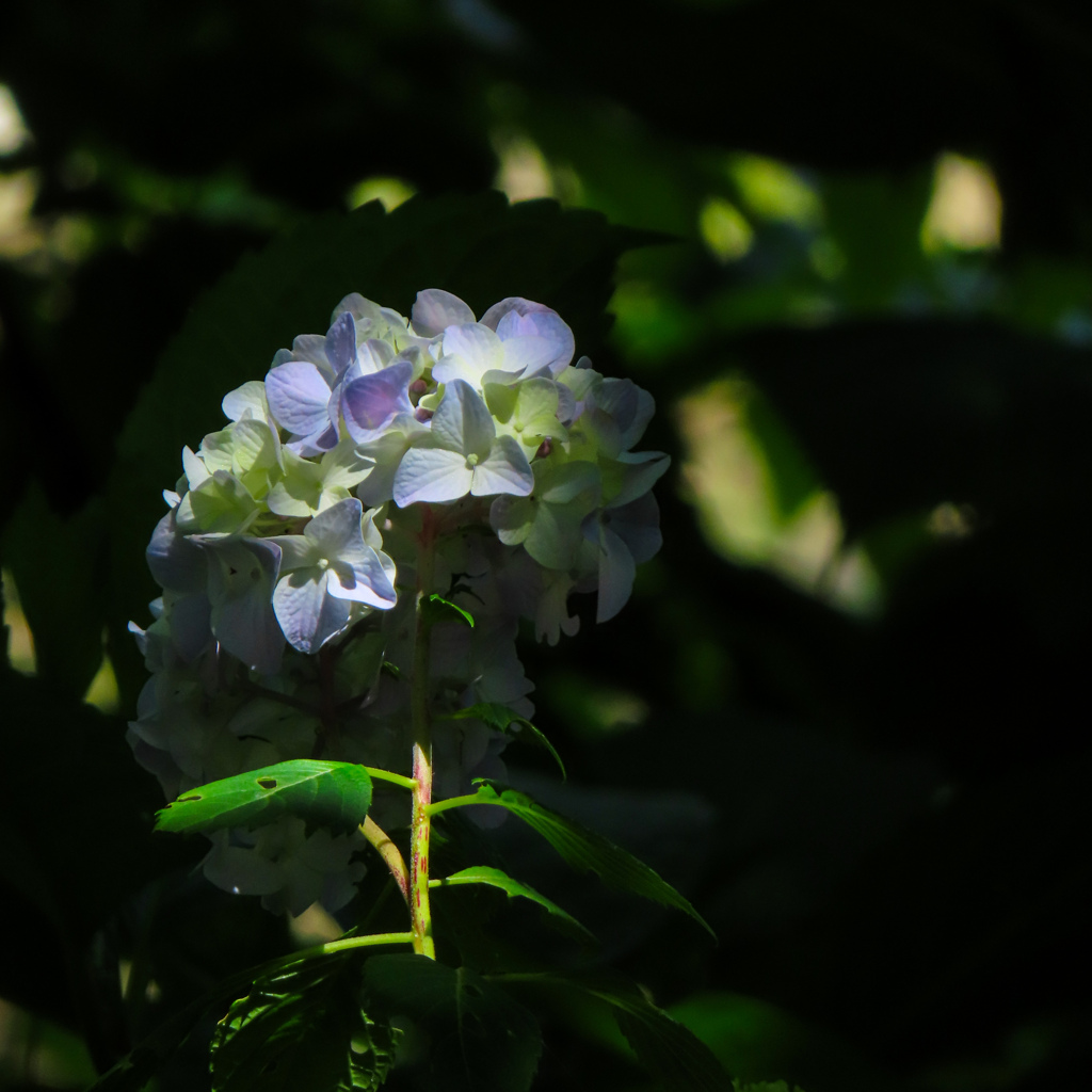 紫陽花