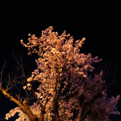 夜桜