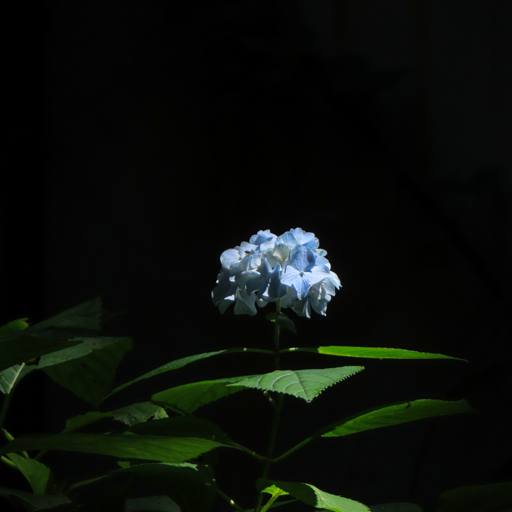 紫陽花
