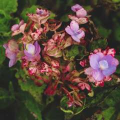 枯れた紫陽花