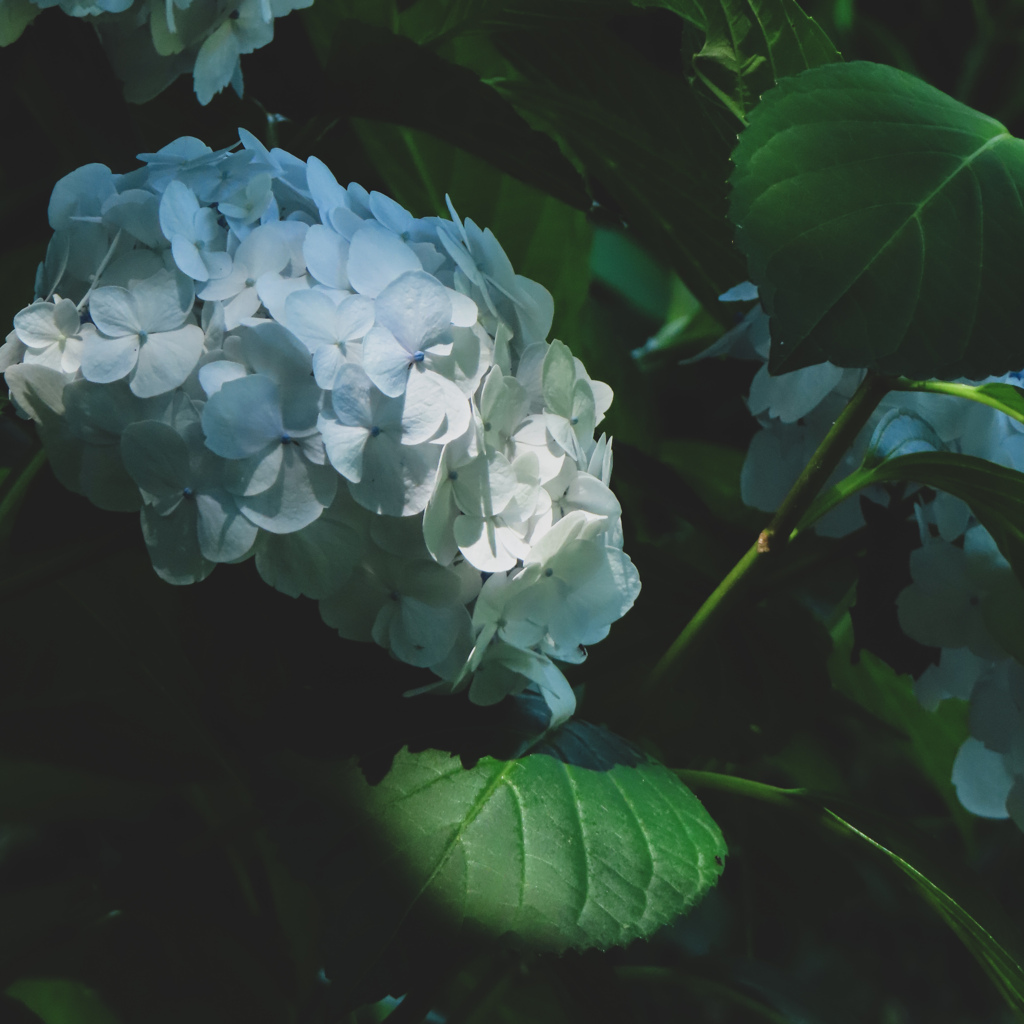 紫陽花
