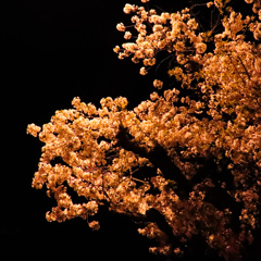 街灯の灯り夜桜