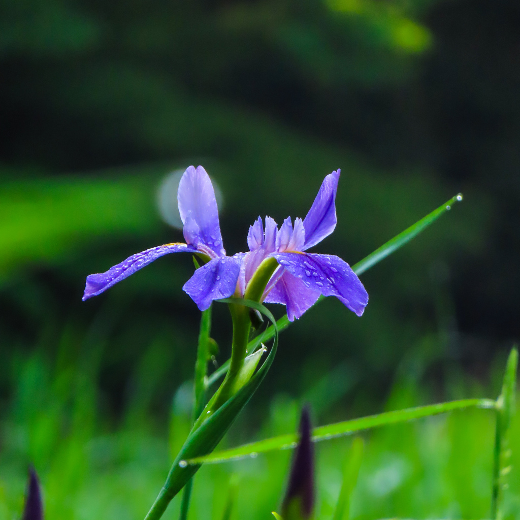 カキツバタ