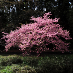 河津桜
