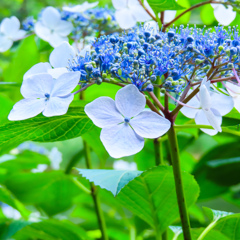 紫陽花