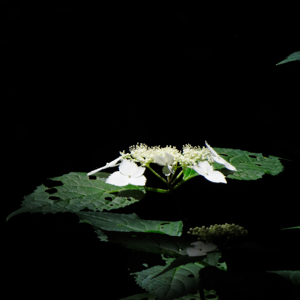 紫陽花