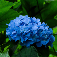 紫陽花