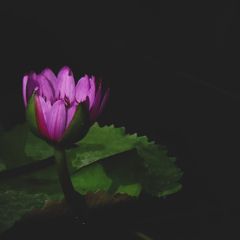 睡蓮