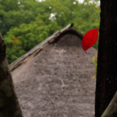 紅葉