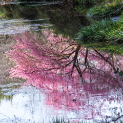 河津桜