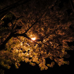 街灯と夜桜