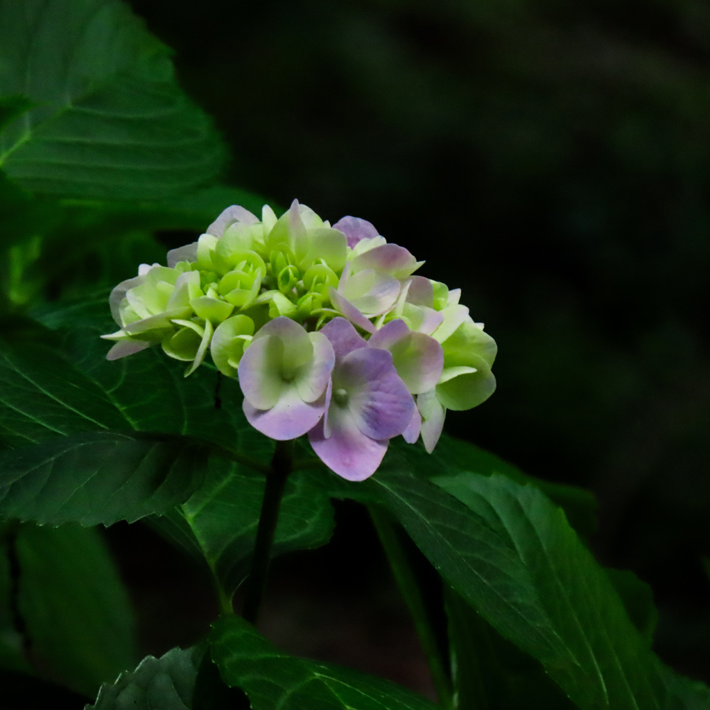 紫陽花
