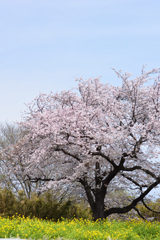 桜と菜の花