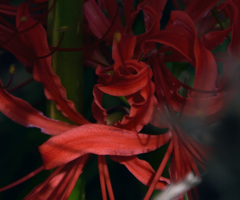 真っ赤な花弁