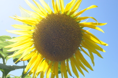 夏色