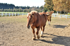馬肥ゆり駆ける秋