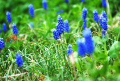 muscari