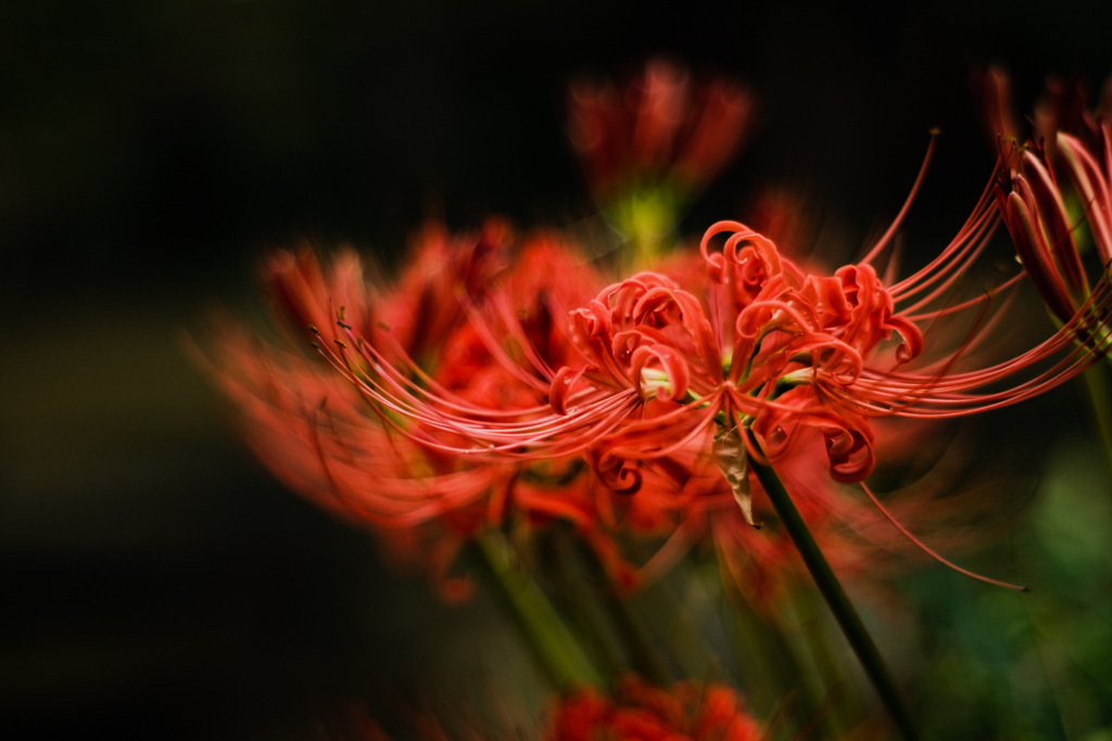 曼珠沙華