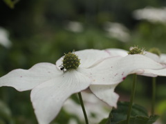 山の花　ヤマボウシ