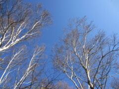 八ヶ岳の冬空と白樺