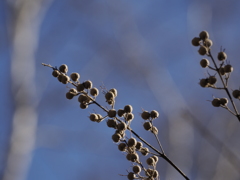 秋の名残りの木の実　ウツギ 木の実