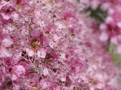 野の花　シモツケ　その２