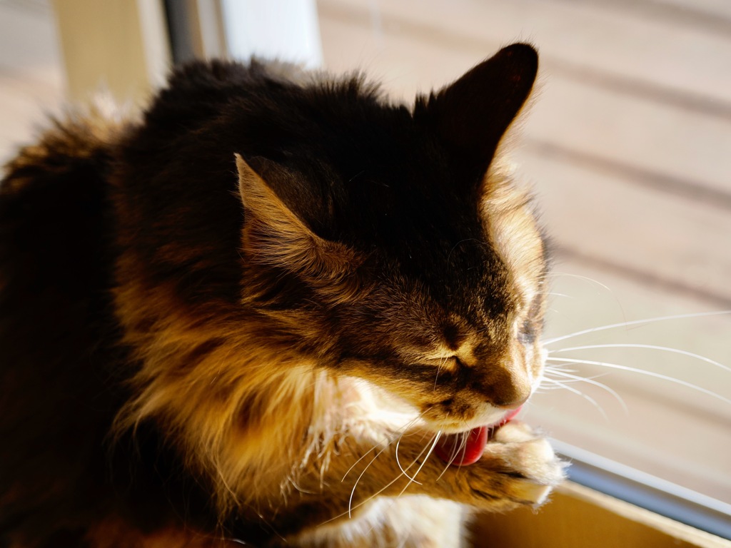 今日のお猫様　その１２