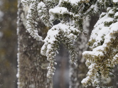積もる雪　その２