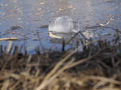冬到来　凍る池　