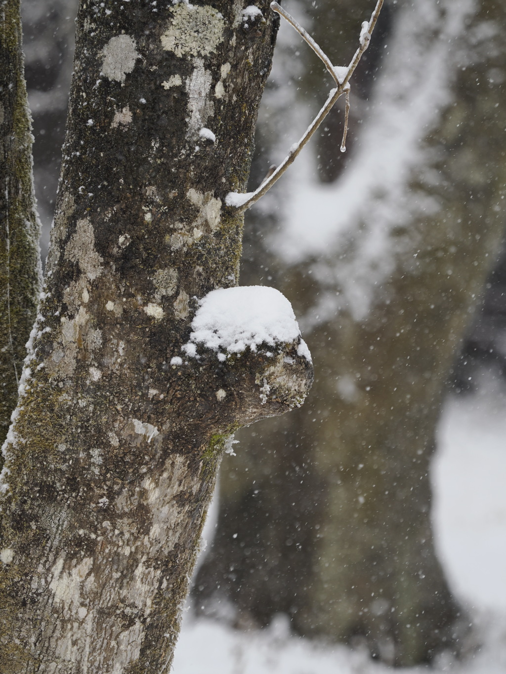 積もる雪　その１