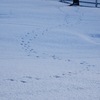 雪野　足跡