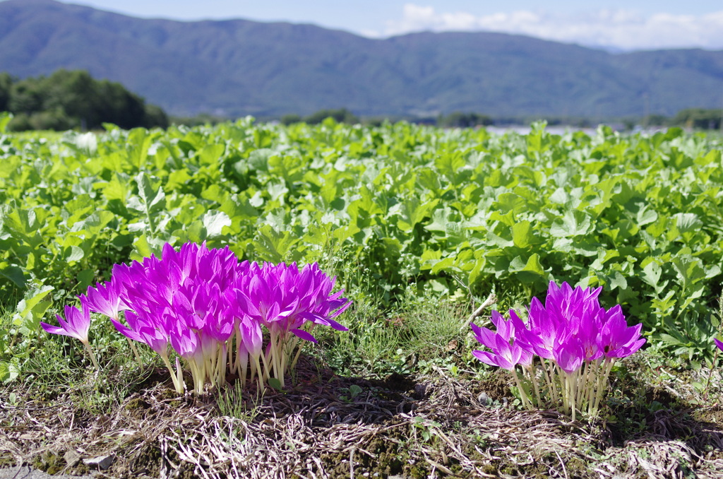 道端の花