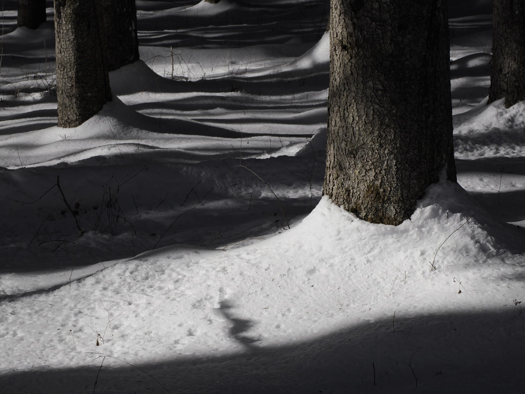 森の雪景色　その１