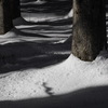 森の雪景色　その１