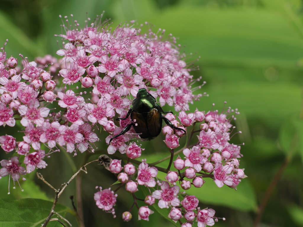 野の花　シモツケ　その１