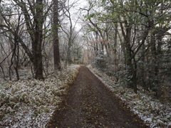冬到来　森の小道