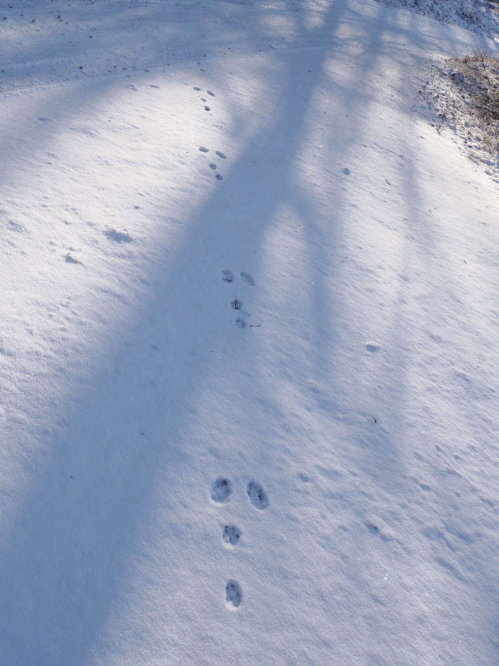 雪野　うさきの足跡