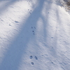 雪野　うさきの足跡