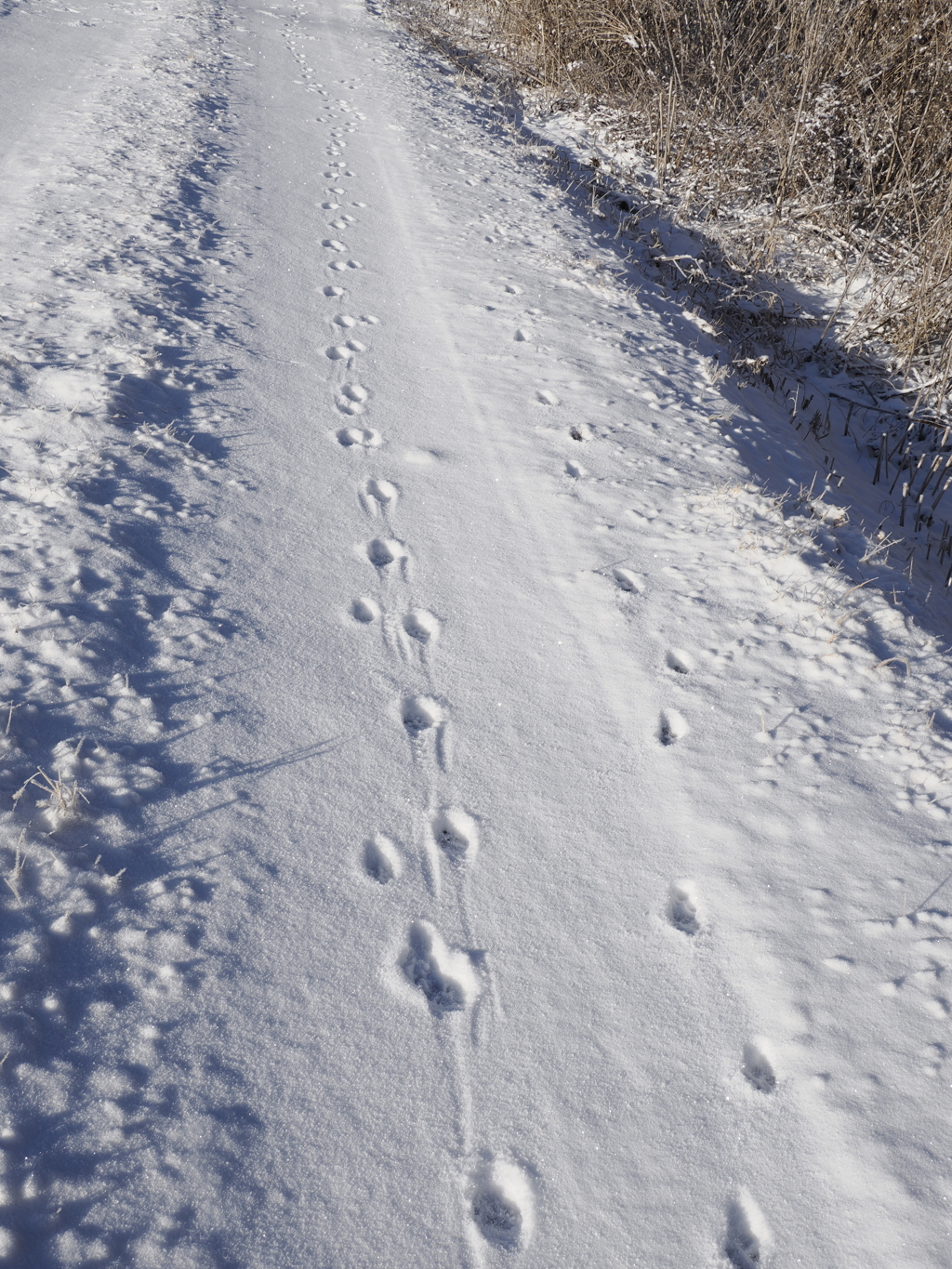 雪野　足跡　キツネ